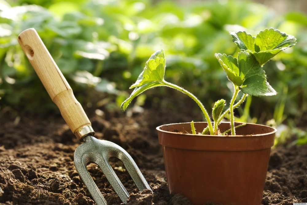 Consejos Para Quien Se Inicia En La Jardineria En Casa